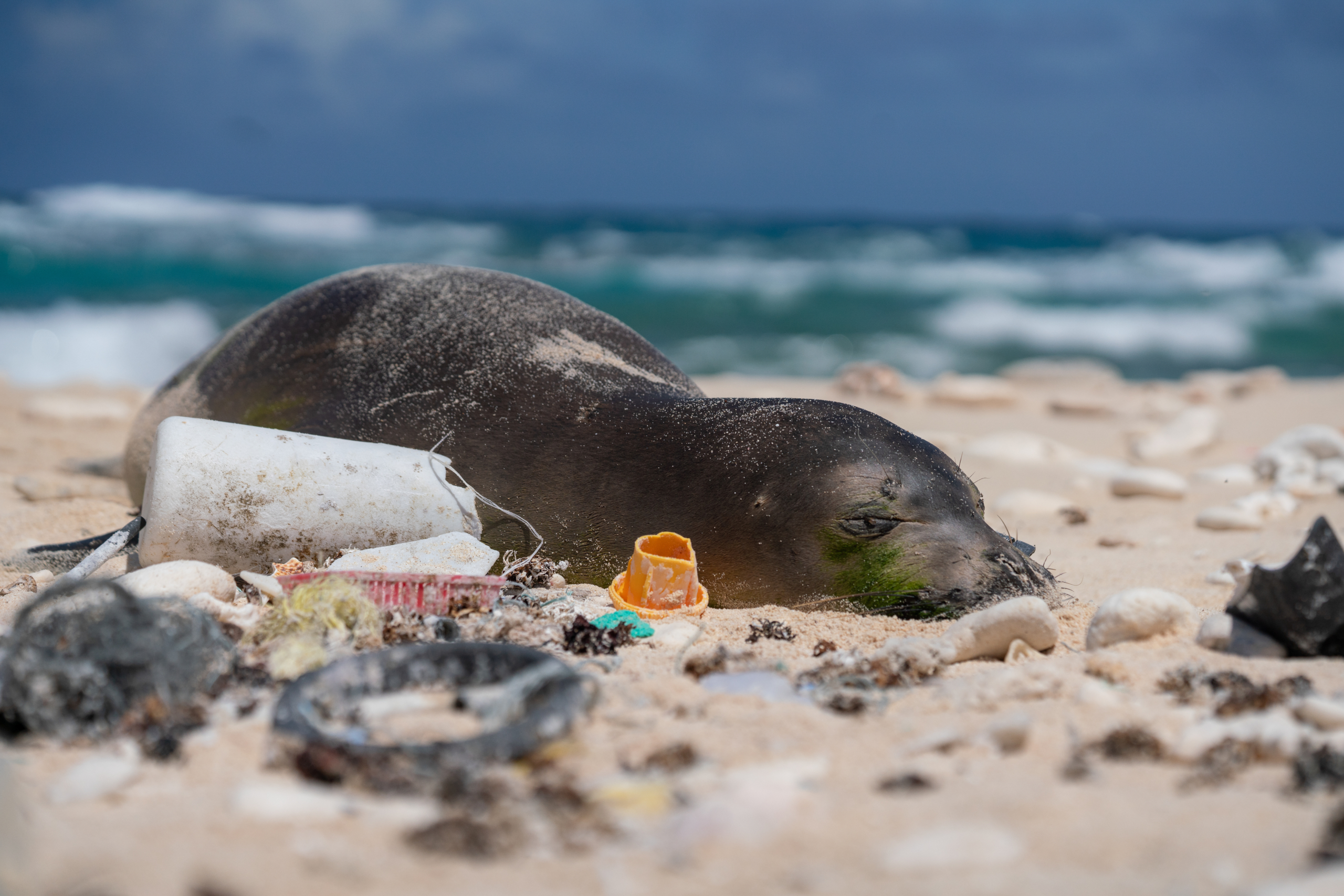 Helmsley Charitable Trust helps Hawai‘i-based nonprofits fight plastic pollution, kicking off Plastic Free July