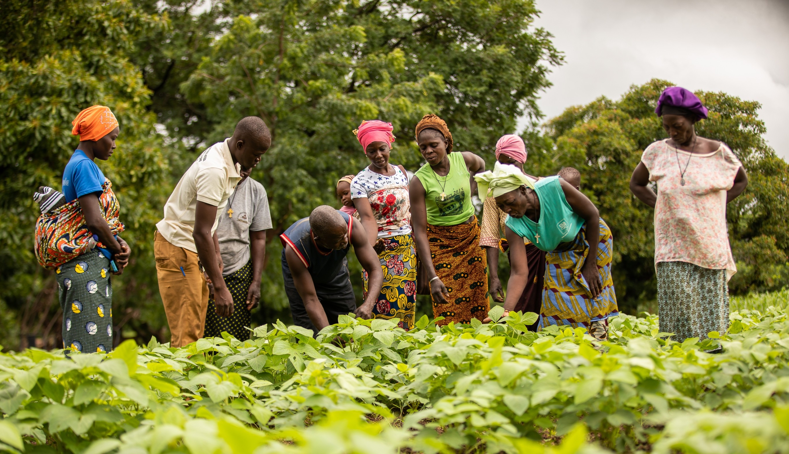 Nuru Burkina Faso-supported cooperative members observing growing crops