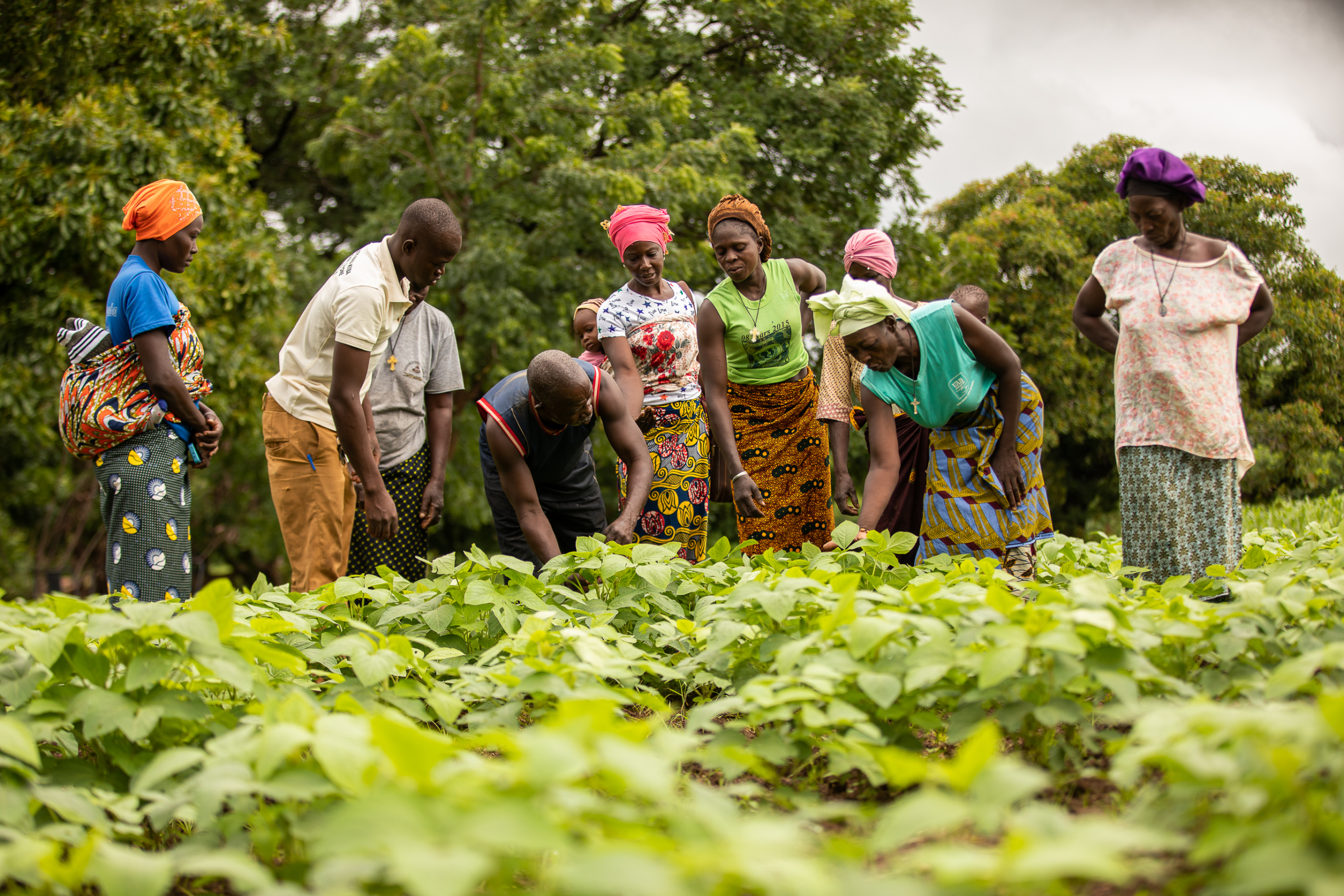 Nuru Announces $7.5 Million Grant from The Leona M. and Harry B. Helmsley Charitable Trust to Strengthen Cooperative Agribusinesses in West Africa